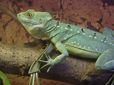 Stirnlappenbasilisk