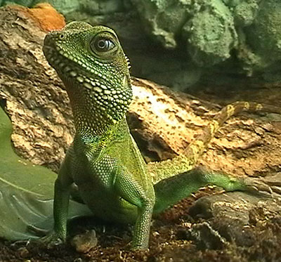 Wasseragame