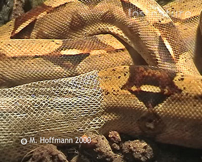 Hutung Boa constrictor im Terrarium