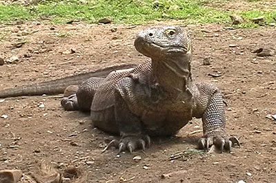 Komodowaran Rinca Indonesien