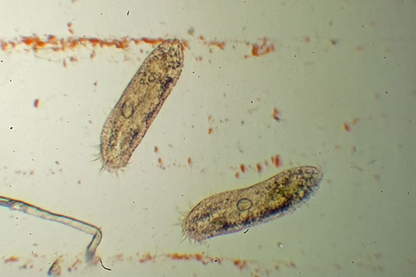 Pantoffeltierchen im Wassertropfen