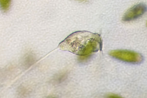 Glockentierchen im Wassertropfen