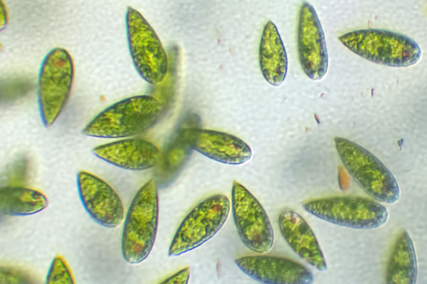 Euglena spec. im Wassertropfen