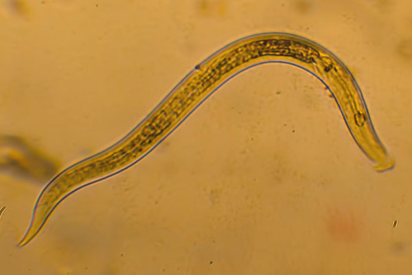 Fadenwurm Nematoda
