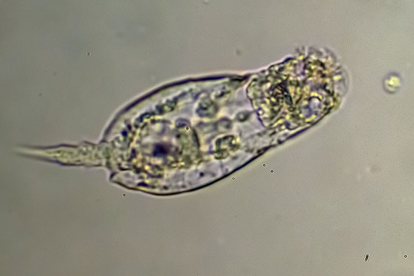 Rdertierchen im Wassertropfen