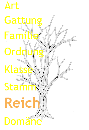Grafik Stammbaum Reich