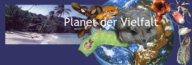 file:///C:/Users/Mathias Hoffmann/Documents/Meine Websites/Eukarya/Bilder_Eukaria/KopfWirbellose.gif