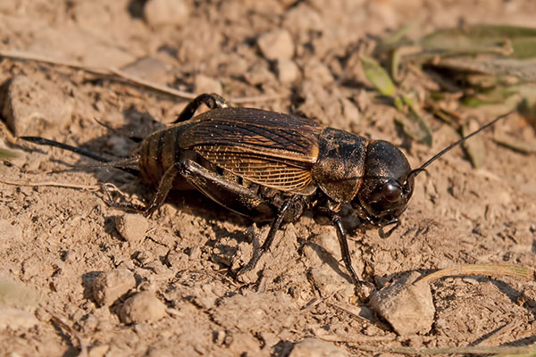Feldgrille Gryllus campestris Weibchen