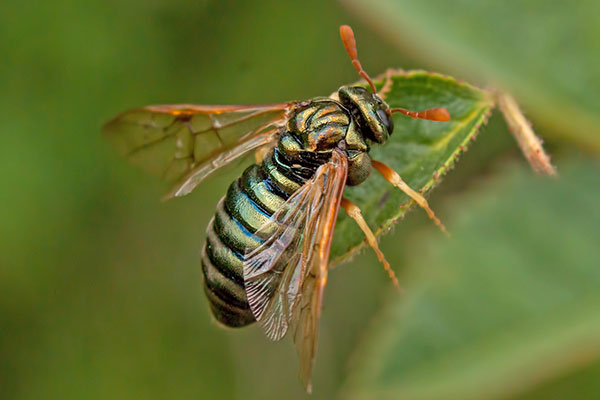 Foto Knopfhornblattwespe