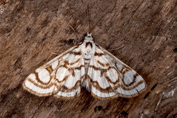 Z�nsler Nymphula stagnata