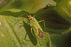 Blindwanze Miridae