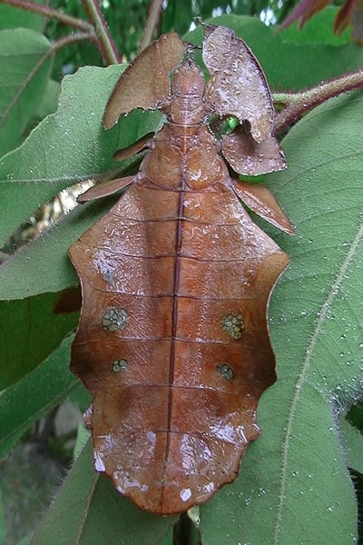 Wandelndes Blatt im WEI, Wau