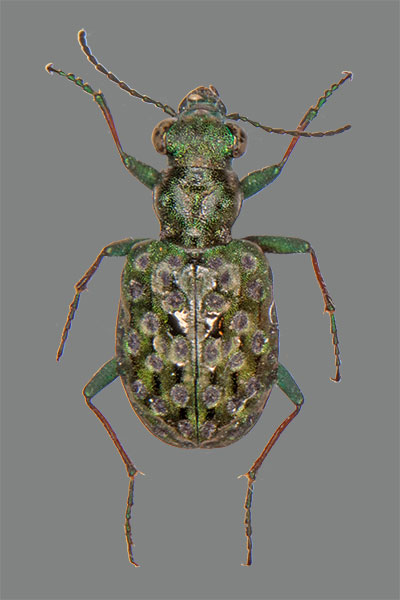 Kleiner Uferl�ufer