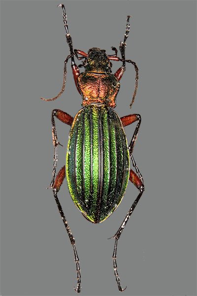 Goldgl�nzender Laufk�fer