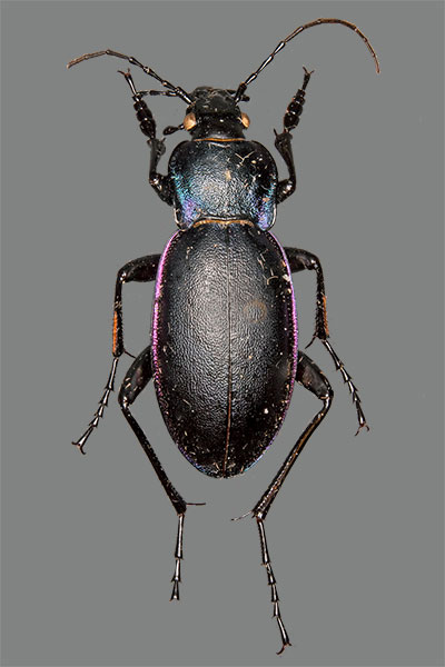 Carabus violaceus