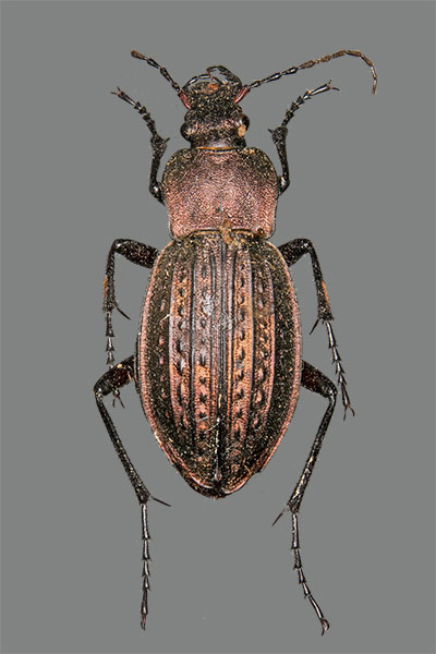 K�rnerwarze Carabus cancellatus