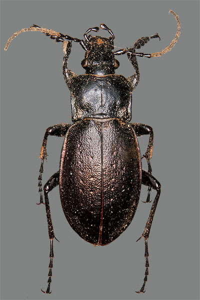 Hainlaufk�fer Carabus nemoralis
