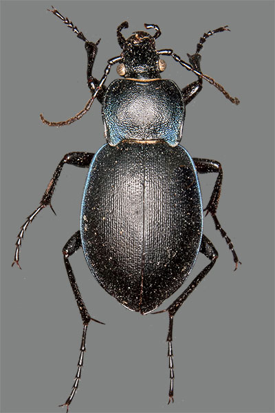 Konvexer Laufk�fer Carabus convexus