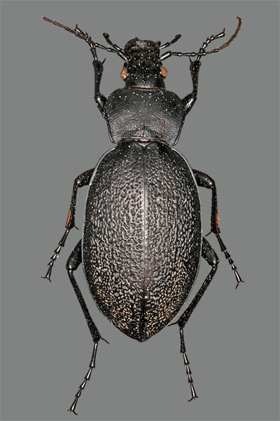 Lederlaufk�fer Carabus coriaceus
