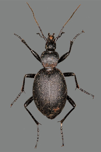 Gew�hnlicher Schaufelk�fer