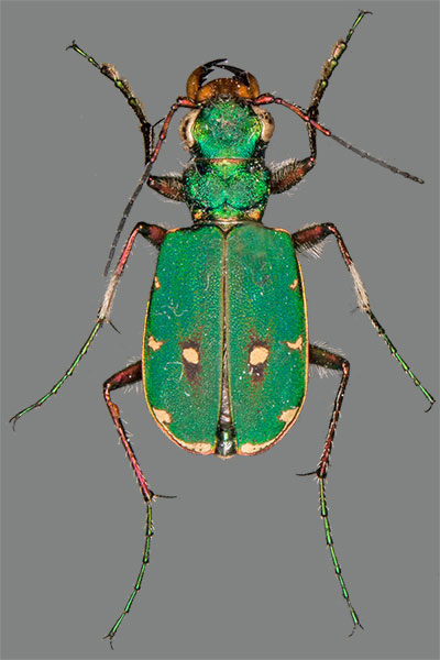 Feld-Sandlaufk�fer Cicindela campestris