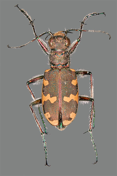 Brauner Sandlaufk�fer Cicindela hybrida