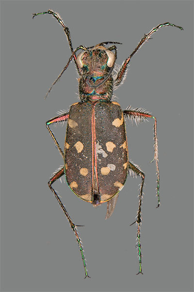 Sandlaufk�fer Cicindela lunulata
