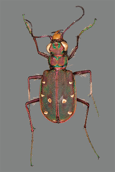 Feld-Sandlaufk�fer Cicindela campestris