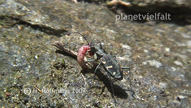 Sandlaufkaefer an Bach bei Sentani