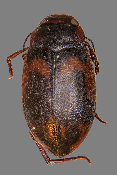 Zwergschwimmer Hydroporus dorsalis