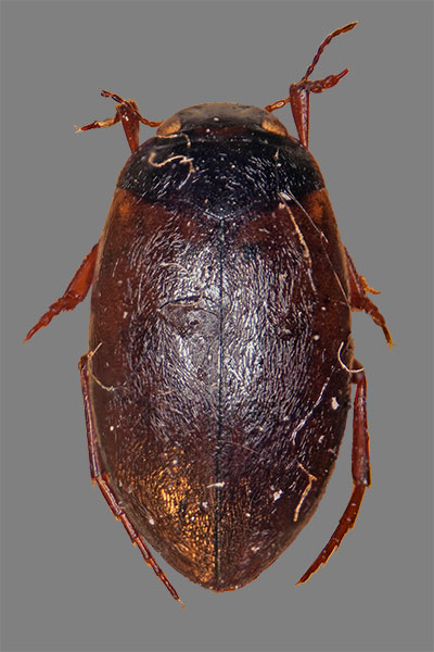 Zwergschwimmer Hydroporus planus