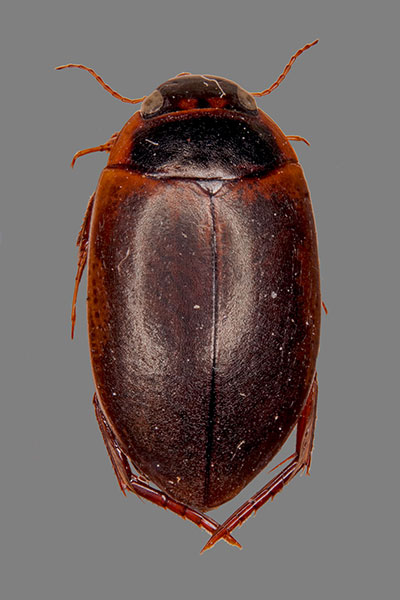 Schnellschwimmer Agabus sturmi