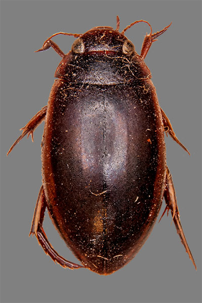 Ru�farbener Schlammschwimmer