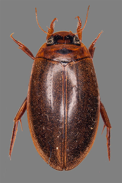 SchwimmK�fer Rhantus suturalis