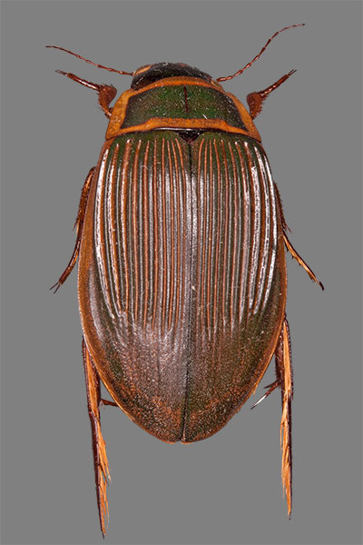 Gelbrandk�fer Weibchen Dytiscus marginalis