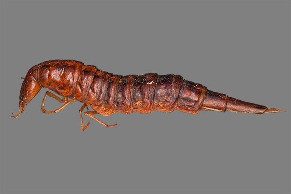 Larve Gelbrandk�fer Dytiscus spec.