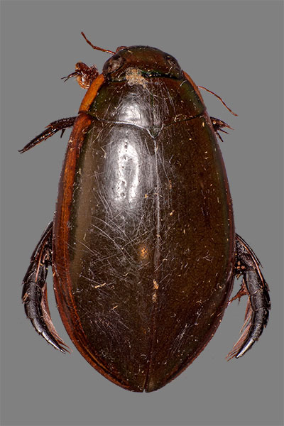 Cybister tripuntatus temnenkii