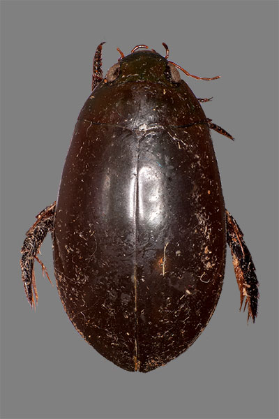 Schwimmk�fer Cybister sugillatus