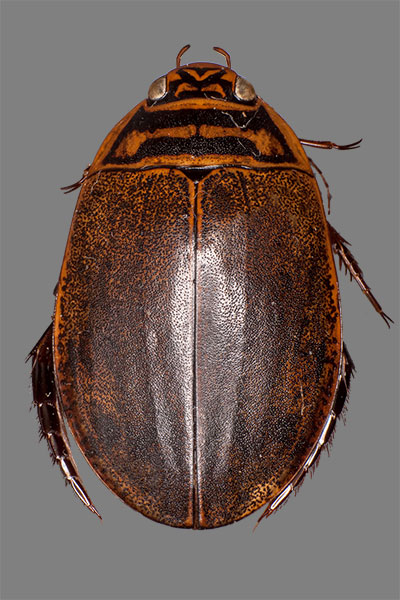 Furchenschwimmer Acilius sulcatus