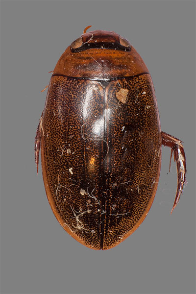 Schwimmk�fer Hydaticus pulcher