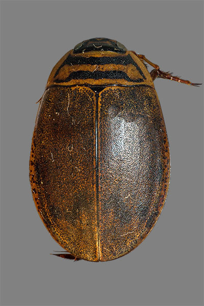 Gemeiner Furchenschwimmer