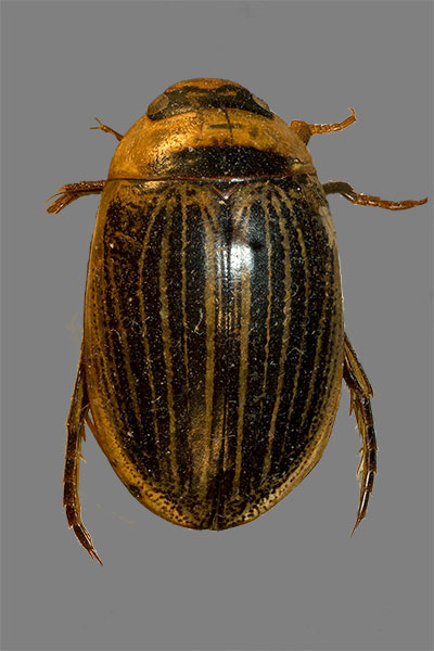 Schwimmk�fer Hydaticus stagnalis