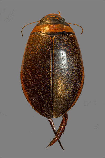 Schmalbindiger Breitfl�gel-Tauchk�fer