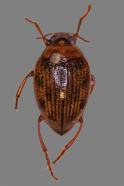 Tropfenf�rmiger Wassertreter