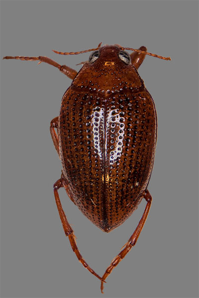 Wassertreter Haliplus flavicollis