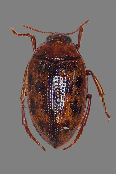 Wassertreter Haliplus fulvus