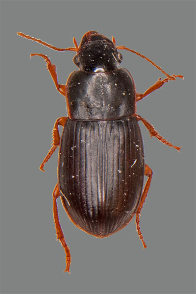 Harpalus winkleri