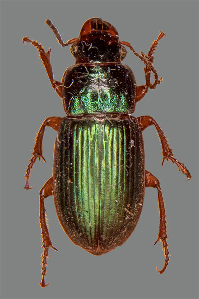 Metallfarbener Schnelll�ufer