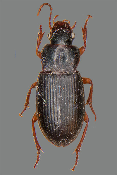 Rotbart-Haarschnelll�ufer