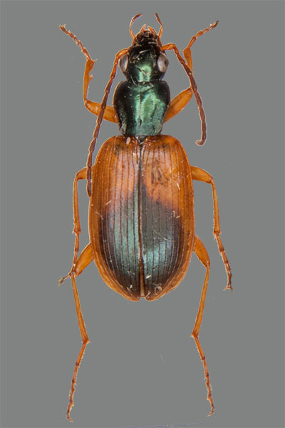 Bunter Enghalsl�ufer